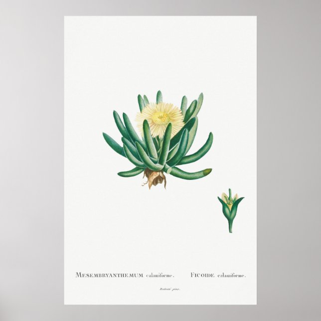 Affiche Illustration vintage Cactus/Succulent (Devant)