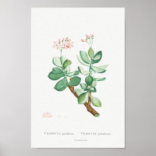 Affiche Illustration vintage Cactus/Succulent
