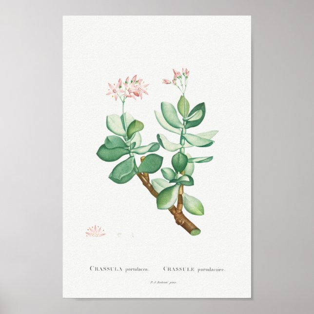 Affiche Illustration vintage Cactus/Succulent (Devant)