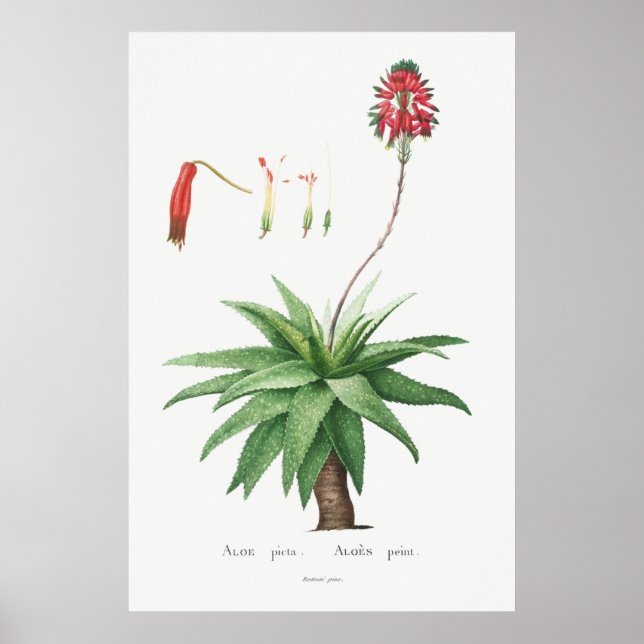 Affiche Illustration vintage Cactus/Succulent (Devant)