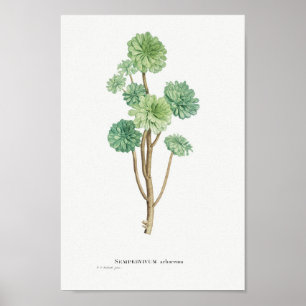 Affiche Illustration vintage Cactus/Succulent