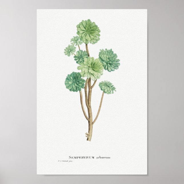 Affiche Illustration vintage Cactus/Succulent (Devant)