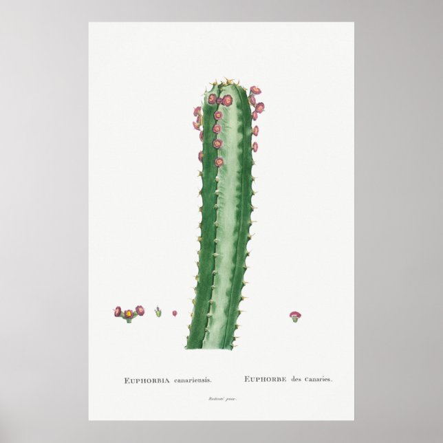 Affiche Illustration vintage Cactus/Succulent (Devant)