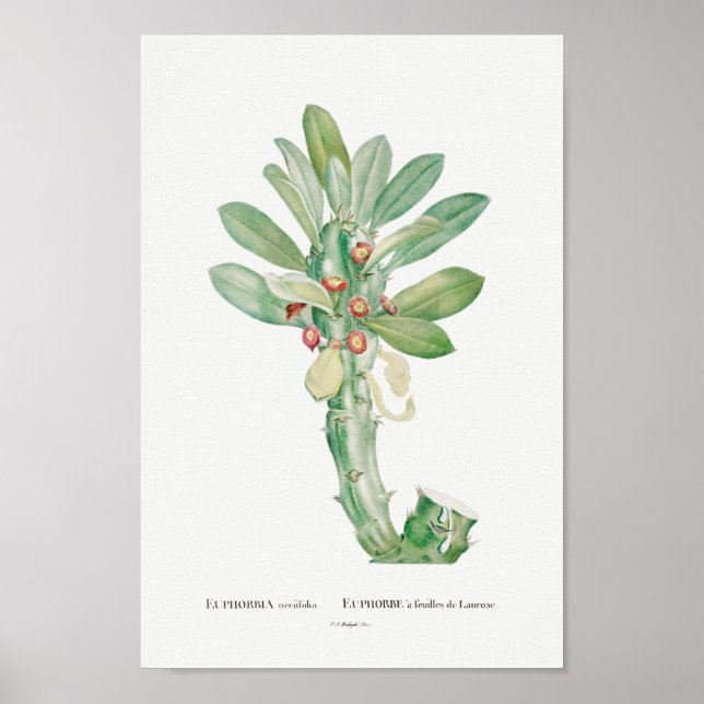 Affiche Illustration vintage Cactus/Succulent (Devant)
