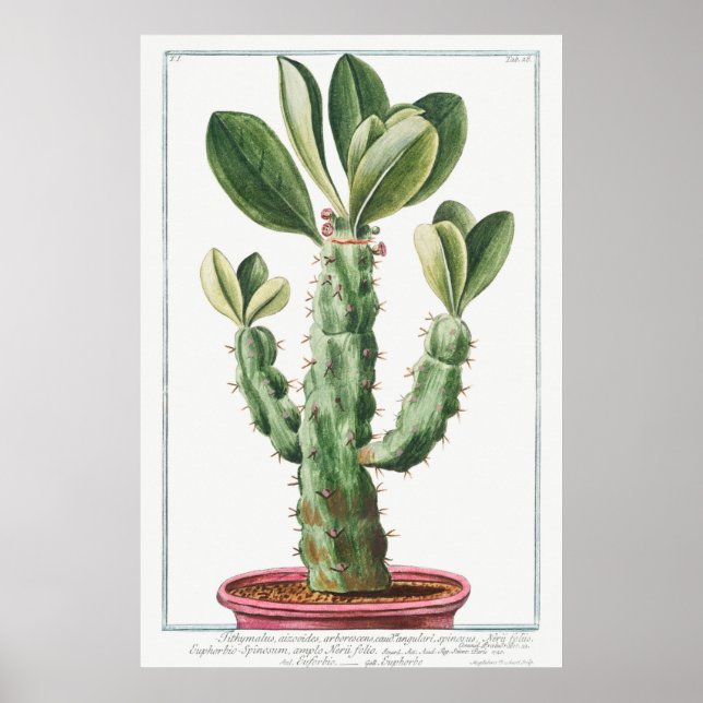 Affiche Illustration vintage Cactus/Succulent (Devant)