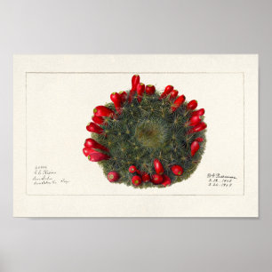 Affiche Illustration vintage Cactus/Succulent