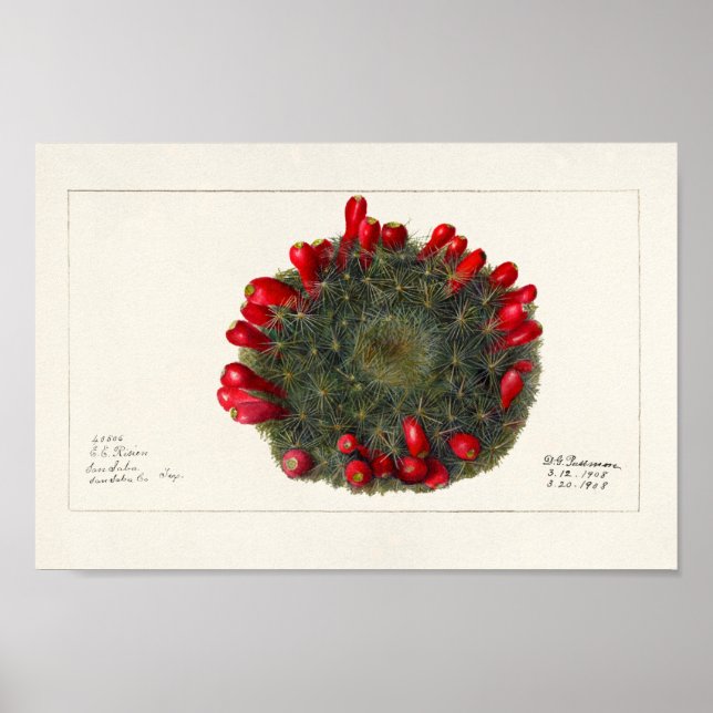 Affiche Illustration vintage Cactus/Succulent (Devant)