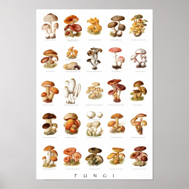 Affiche Illustration vintage champignons comestibles non c (Devant)
