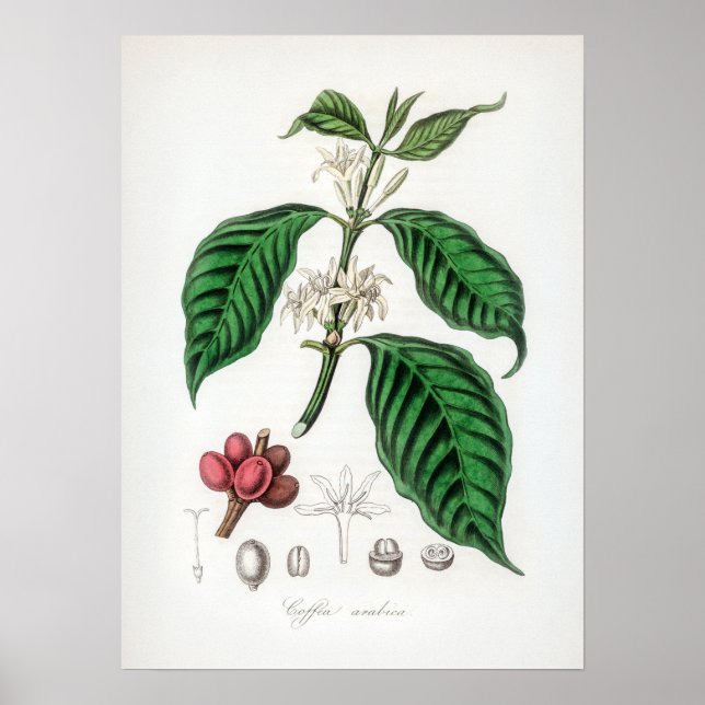 Affiche Illustration vintage Coffea arabica (Devant)