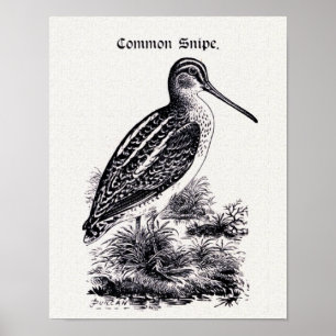 Affiche Illustration Vintage "Common Snipe"