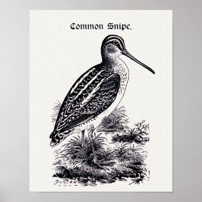 Affiche Illustration Vintage "Common Snipe" (Devant)