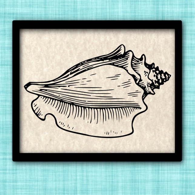 Affiche Illustration Vintage Conch Shell (Créateur téléchargé)