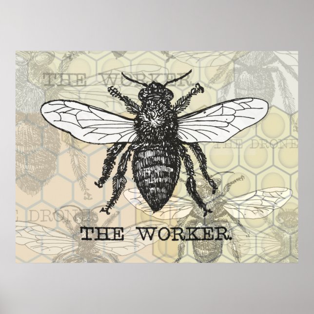 Affiche Illustration vintage d'abeille ouvrière (Devant)