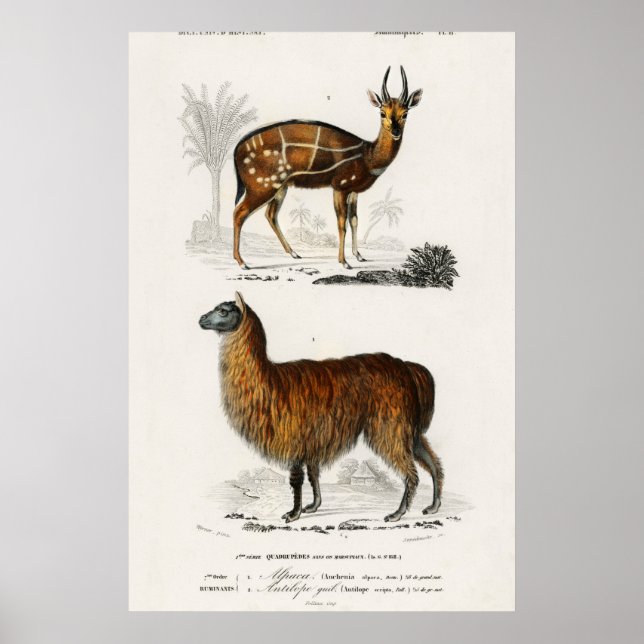 Affiche Illustration Vintage d'Alpaca et d'Antilope (Devant)