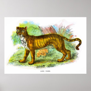 Affiche Illustration vintage D'Animal De Lion Ou De Lion T