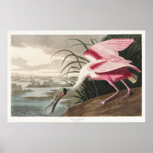 Affiche Illustration vintage d'Audubon de la Spatule rosée