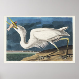 Affiche Illustration vintage d'Audubon du Grand Héron Blan