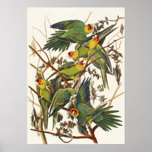 Affiche Illustration vintage d'Audubon du Perroquet de Car