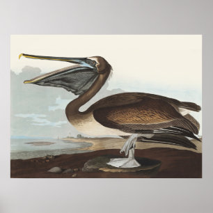 Affiche Illustration vintage d'Audubon représentant un Pél