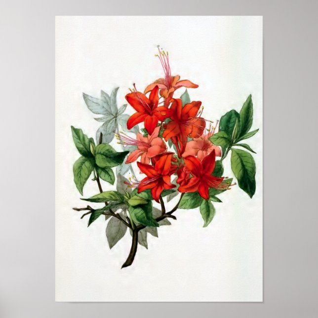 Affiche Illustration Vintage de "Azalea Nudiflora" (Devant)