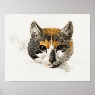 Affiche Illustration vintage de chat