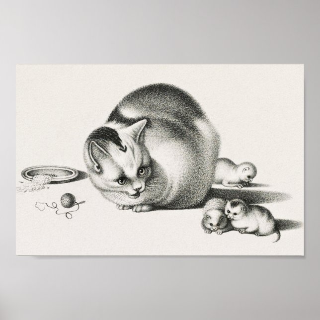 Affiche Illustration vintage de chat (Devant)