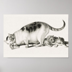 Affiche Illustration vintage de chat