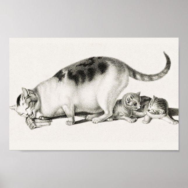 Affiche Illustration vintage de chat (Devant)