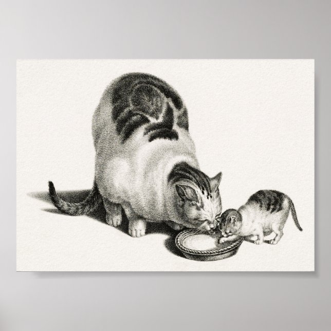 Affiche Illustration vintage de chat (Devant)