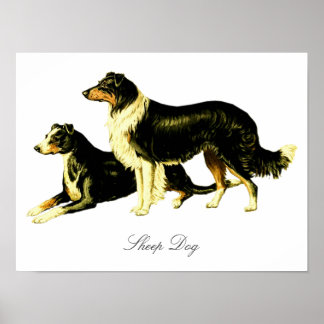 Affiche Illustration vintage de chien mouton