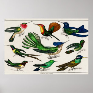 Affiche Illustration Vintage de colibri