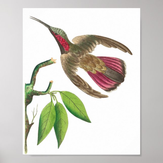 Affiche Illustration vintage de colibri (Devant)