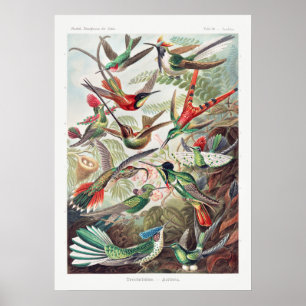Affiche Illustration vintage de colibri