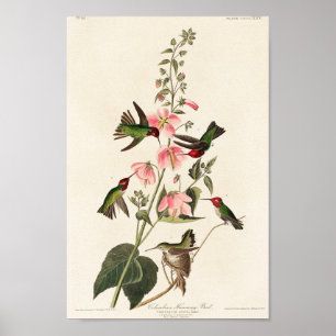 Affiche Illustration Vintage de colibri