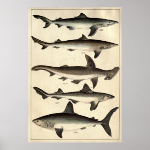 Affiche Illustration vintage de divers requins