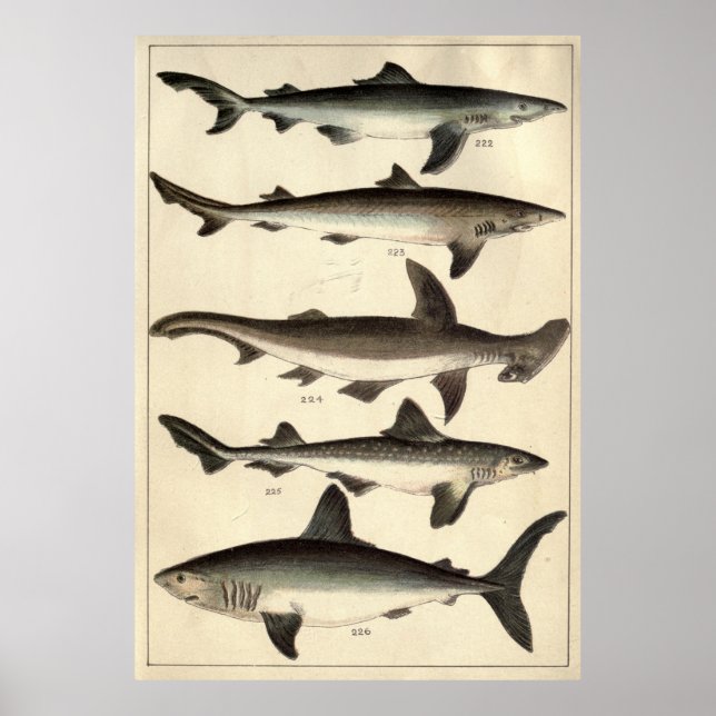 Affiche Illustration vintage de divers requins (Devant)