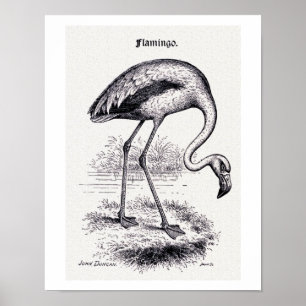 Affiche Illustration vintage de "Flamant rose"