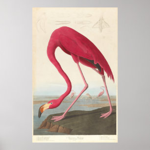 Affiche Illustration vintage de Flamant rose (1838)