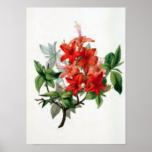 Affiche Illustration vintage de fleur "de Nudiflora