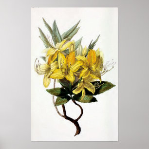 Affiche Illustration vintage de fleur "de Pontica