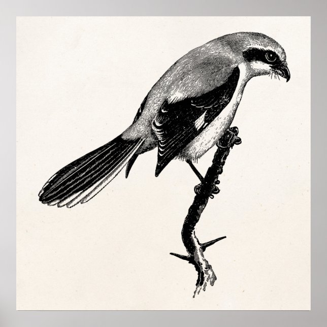 Affiche Illustration vintage de Gris Gris Shrike Bird (Devant)