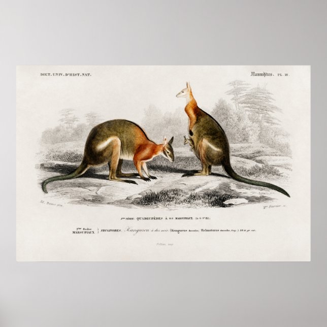 Affiche Illustration vintage de Kenguru (Devant)