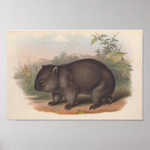 Affiche Illustration Vintage de Koala