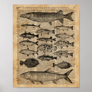 Affiche Illustration vintage de la page des poissons sur l
