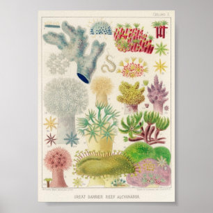 Affiche Illustration vintage de la vie marine