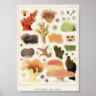 Affiche Illustration vintage de la vie marine