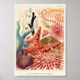 Affiche Illustration vintage de la vie marine