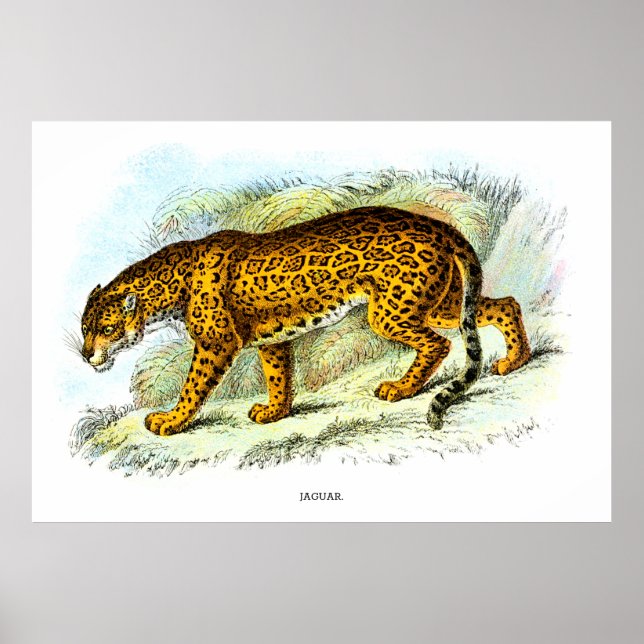 Affiche Illustration vintage de l'animal Jaguar (Devant)