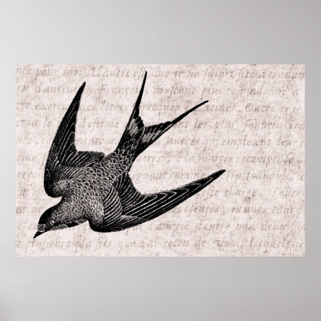 Affiche Illustration vintage de l'hirondelle - Antique Ois (Devant)