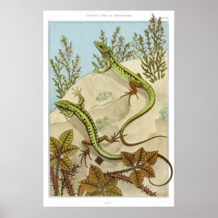 Affiche Illustration vintage de Lizard